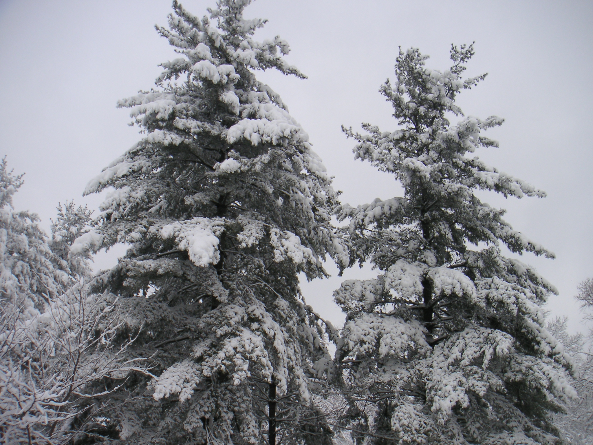 Image of snow covered trees